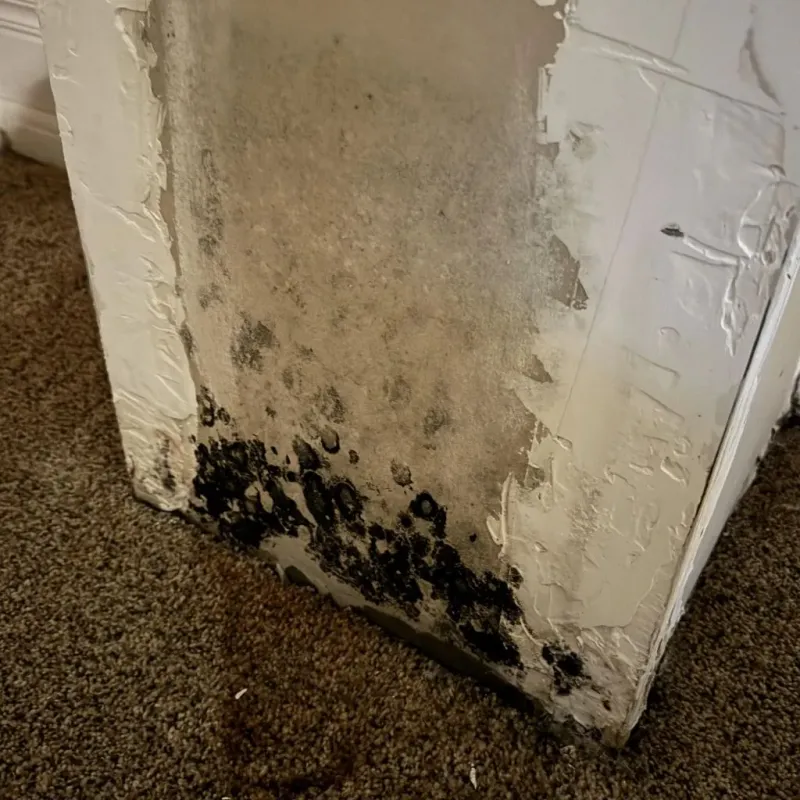 Professional Mold Removal in Cavalier, ND